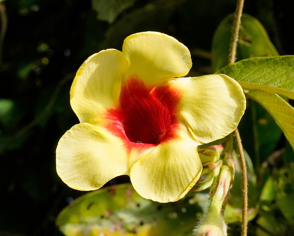 Mandevilla hirsuta flower with soft yellow petals and a deep red center, captured front-facing with fine detail and surrounding foliage